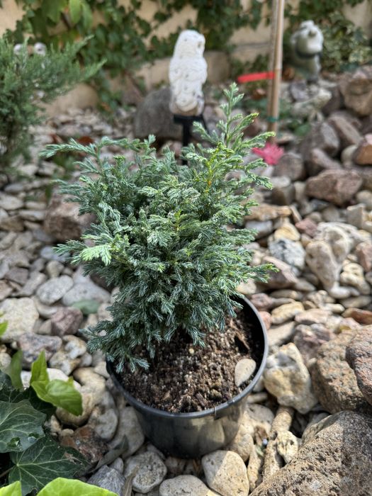 Туя, можжевельник, кипарисовик, ялинка.