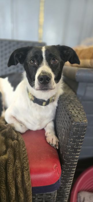 2 letni samiec 10kg niskopodłogowy