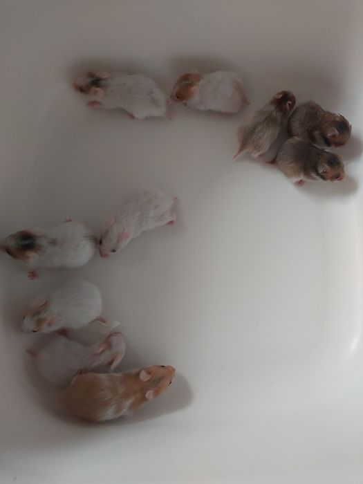 Sprzedam  chomikow syryjskich