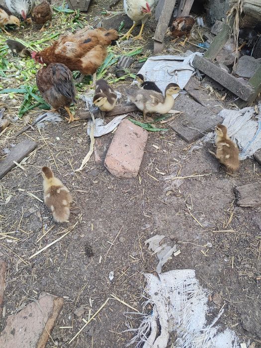 Качки шипуни індокачки мускусні