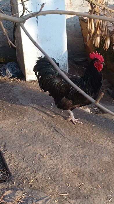 Jajka lęgowe kur mix