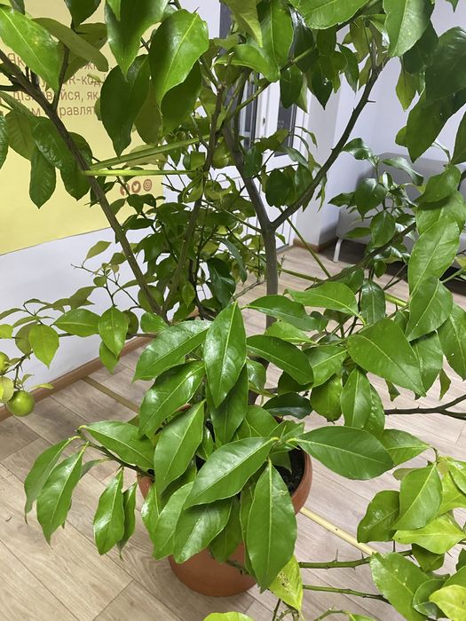 Лимон кімнатний, цитрусові