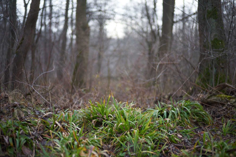 Voigtlander Heliar Classic 75 mm F1.8