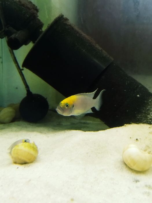 Neolamprologus calliurus Kasanga tanganika