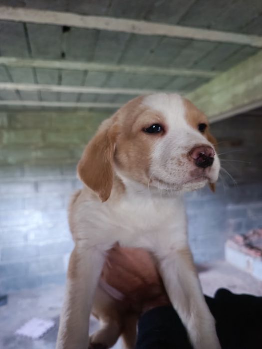 *Cadelinhas para ADOÇÃO responsável*