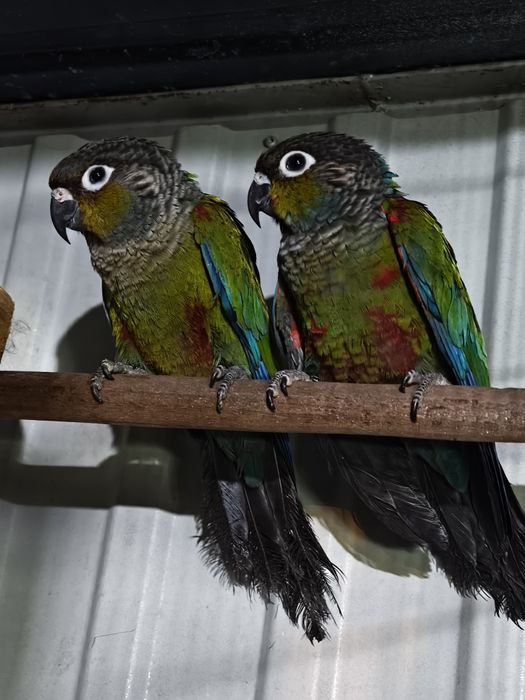 Casal de Pyrruras perlata