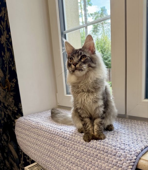 Мейн-кун VIP-класу. Black Silver Classic Tabby ns22