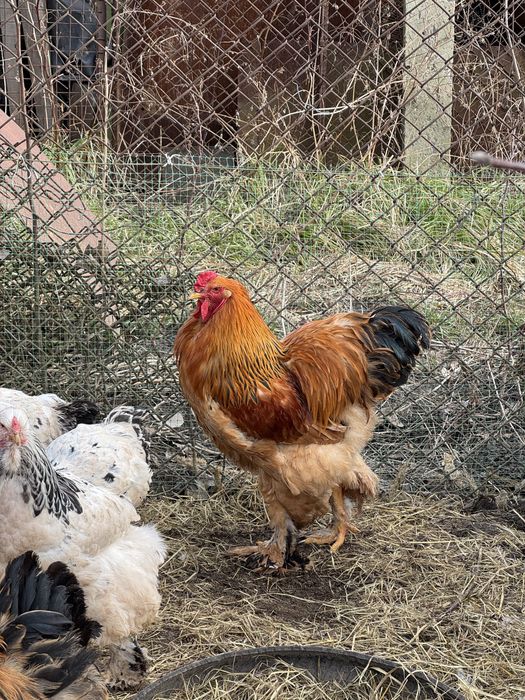 Півень та Курочки Брама