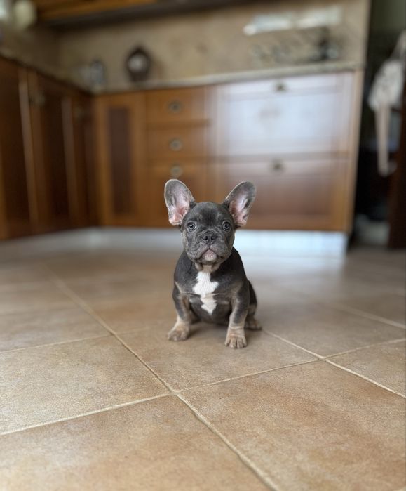 Excecional menina Bulldog/Bouledogue Francês de Qualidade