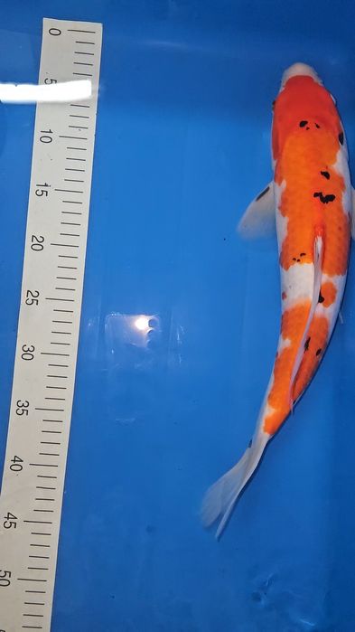 Carpa Koi - Sanke - 44cm