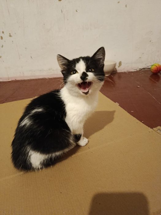 Отдам в добрие руки котят