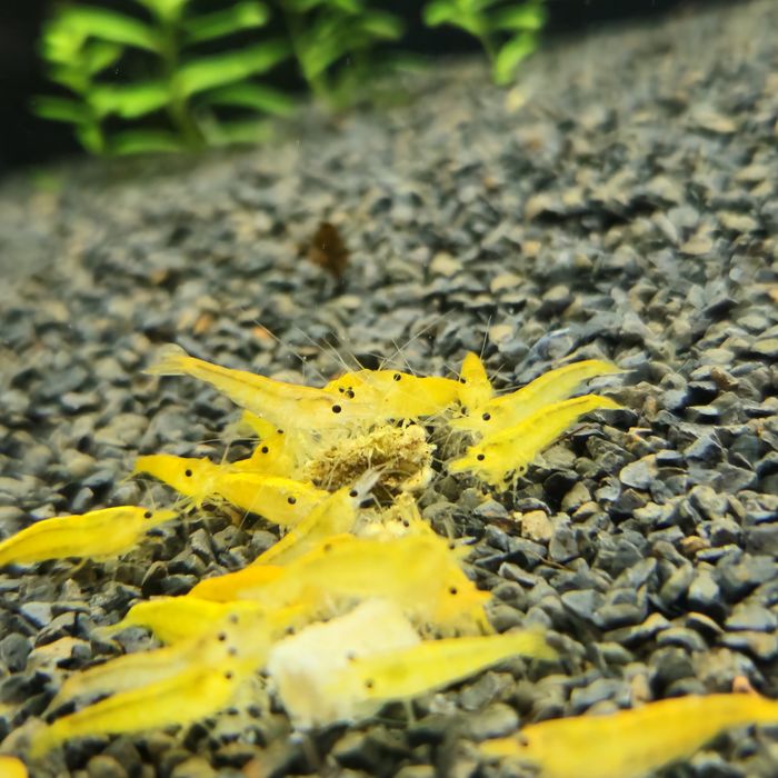 Neocaridinas yellow neon