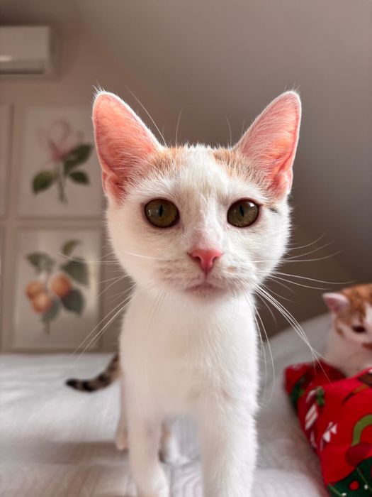 RÓŻA i LILIA - siostry do adopcji w dwupaku