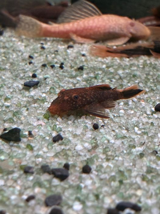 Peixe ancistrus juvenis