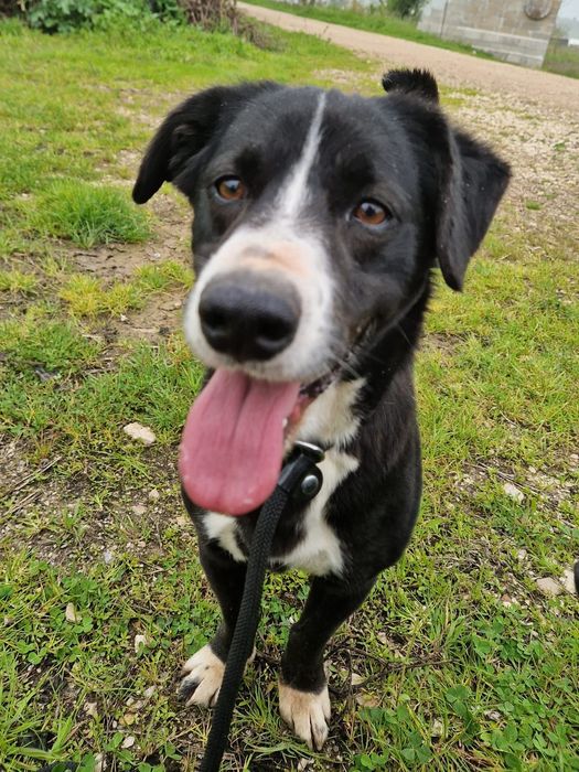 Zorro - cão medio para adoção