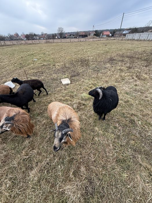 Owce i barany kameruńskie