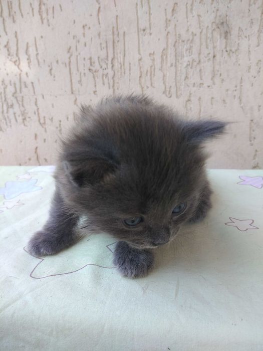 Продам  котенка, светло-дымчатый окрас