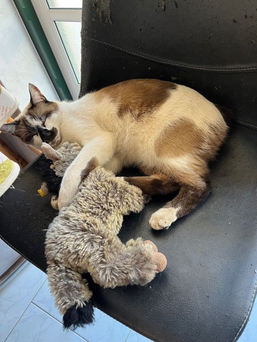 Doação de Gato responsável