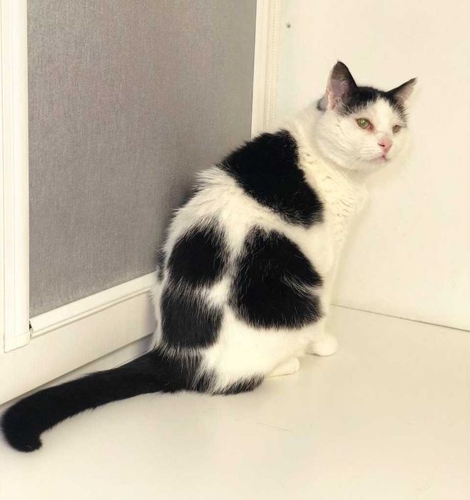 Котик Семен шукає свою родину!