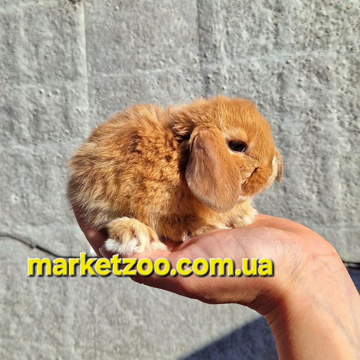 Mini Lop — розумний джентльмен у світі карликових кроликів