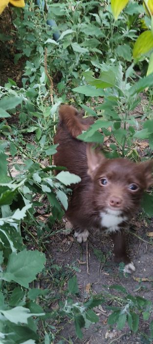Маленький подрощенный мальчик