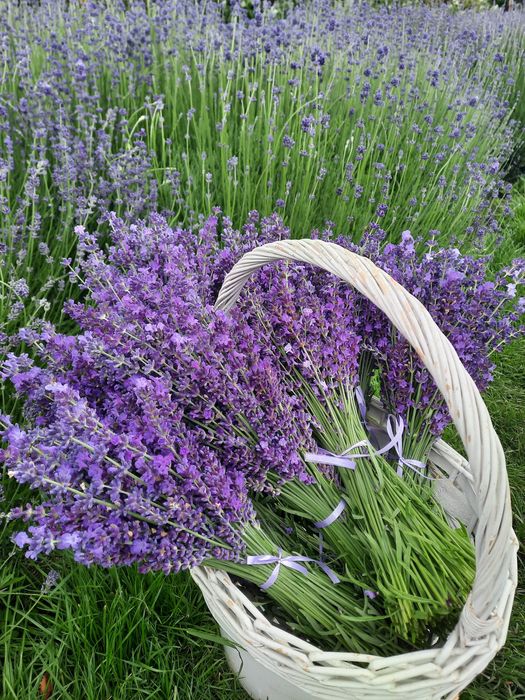 Лаванда: букети, cухоцвiт, кущi, насiння, саше