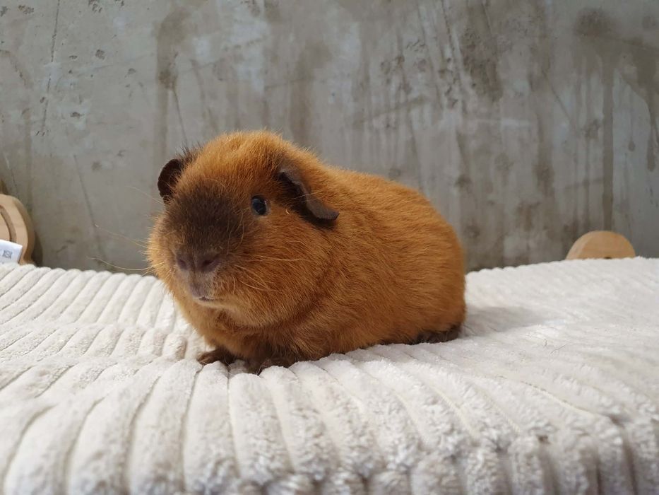 Świnka morska Us Teddy Samiec california