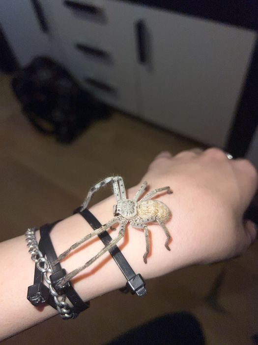 Holconia murrayensis (3 szt. 100 zł) Nie ptasznik - pająk właściwy