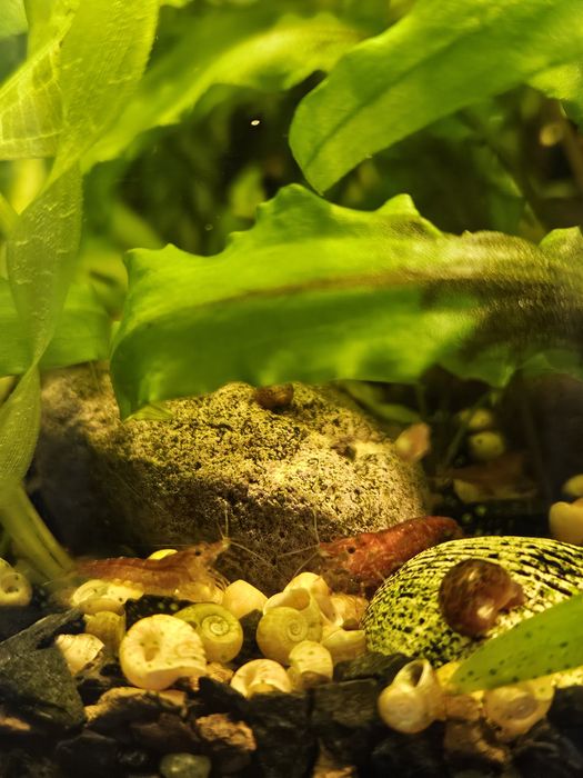 Торнеція колір бордовий тигрик та креветки рожев