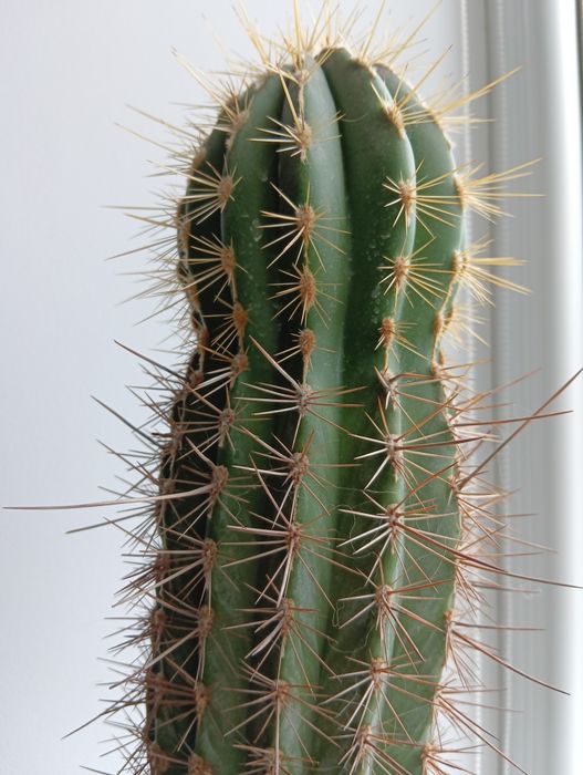 Продам великий кактус с горщиком., Його висота 65 см.