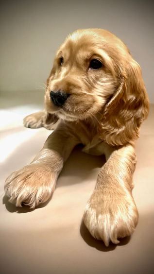 Cocker spaniel angielski chłopczyk Jelenia Góra