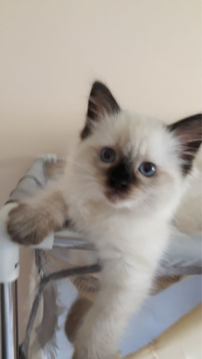 Kocurek Ragdoll seal point - gotowy do odbioru