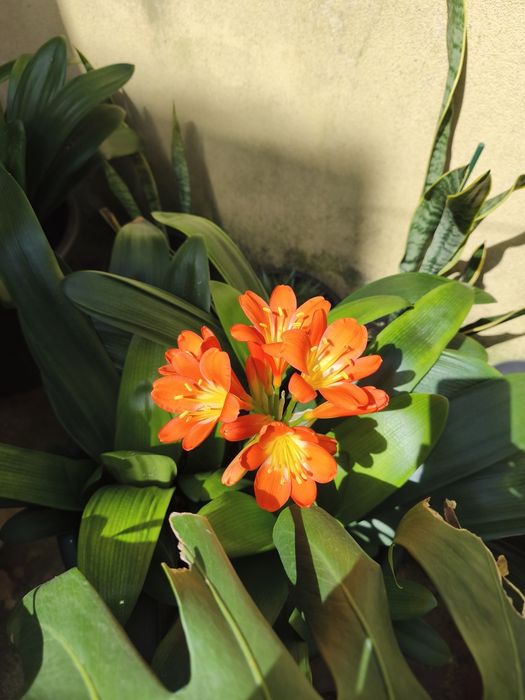 Clivia, Planta, Flor, jardim, decoração, beleza, natureza