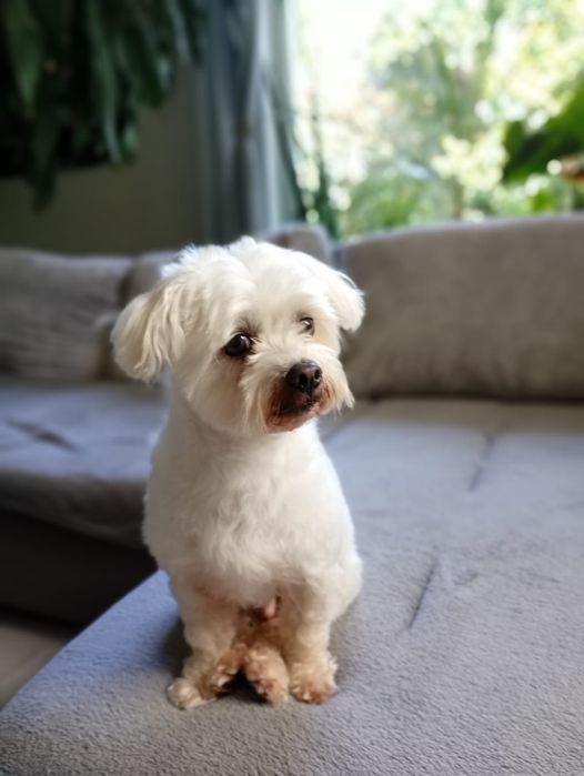 Tobi mały maltańczyk do adopcji