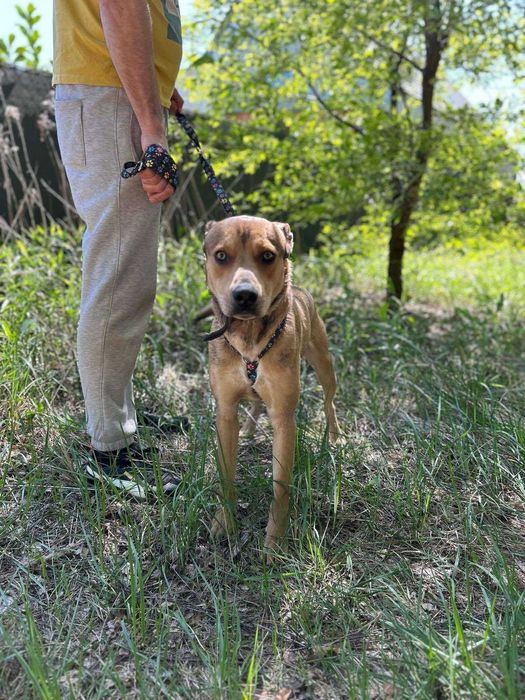 Młody i uroczy Ciastek szuka domu (pies do adopcji)