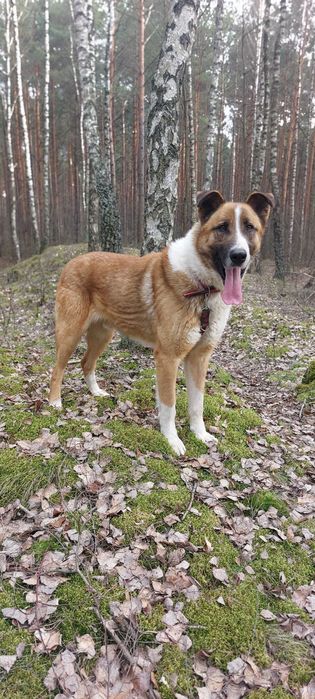 Owczarkowaty Cukier – piękny, duży pies z charakterem szuka domu