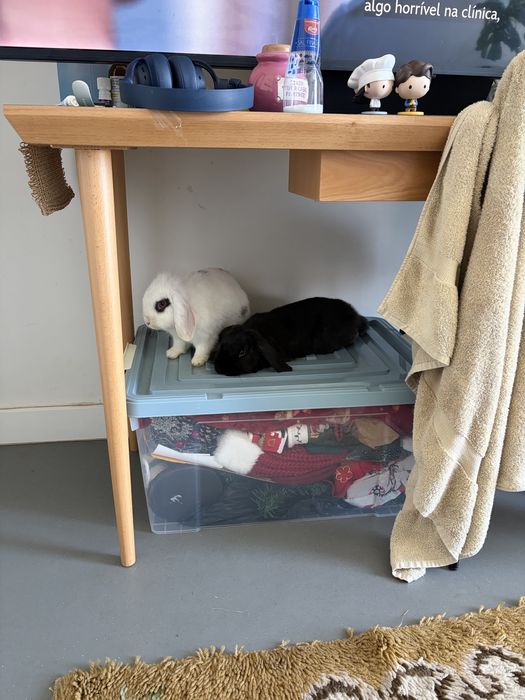 Coelhos Lop adoção
