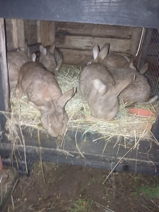 Sprzedam króliki  własna hodowla cena  do negocjacji  ładne króliki