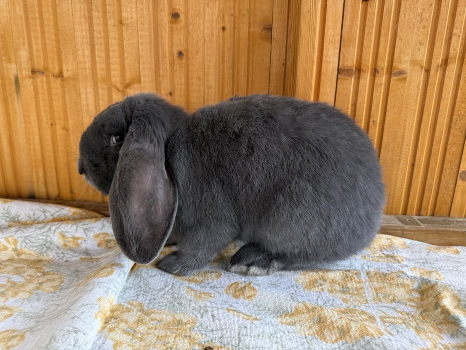 Samica baran francuski niebieski rodowód