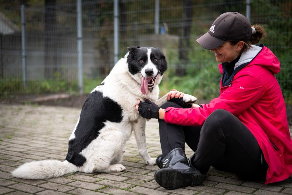 Pies o nietuzinkowej urodzie: mix Husky i Border Collie w schronisku.