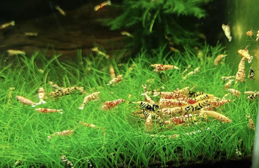 Krewetki Caridina Fancy Tiger red/black.