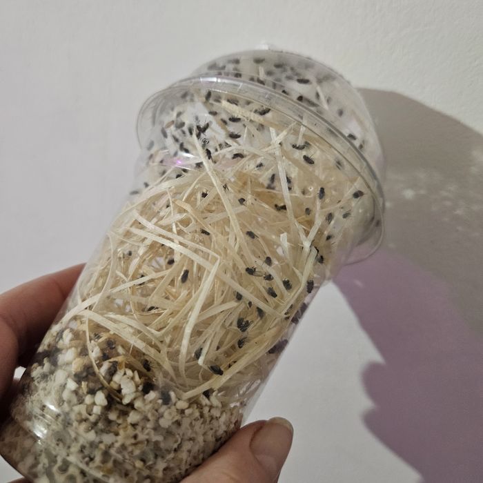 Muszki D.melanogaster owocowki