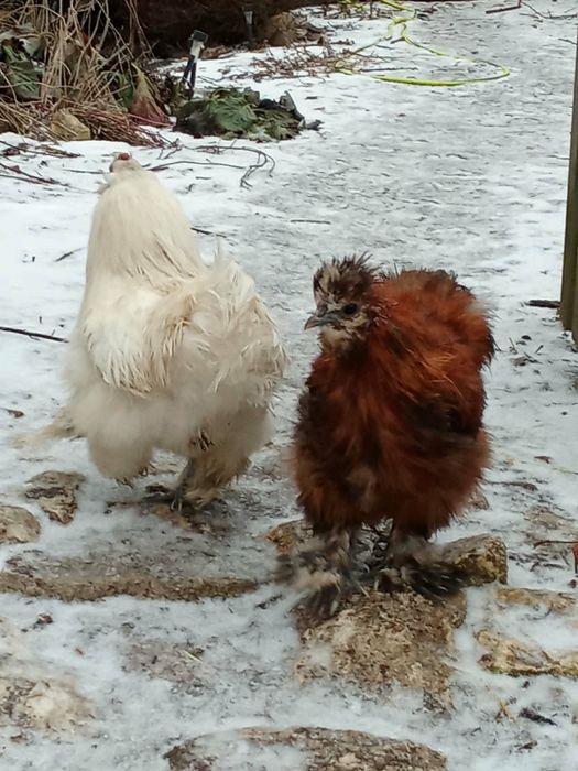 Koguty jedwabiste, silki na sprzedaż lub wymiana na zboże