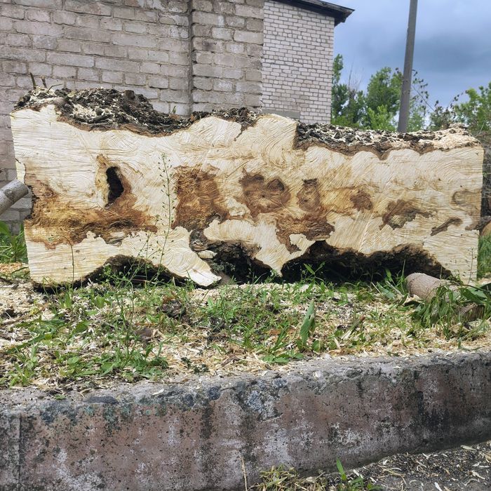 Клён каповый.Экслюзивный.