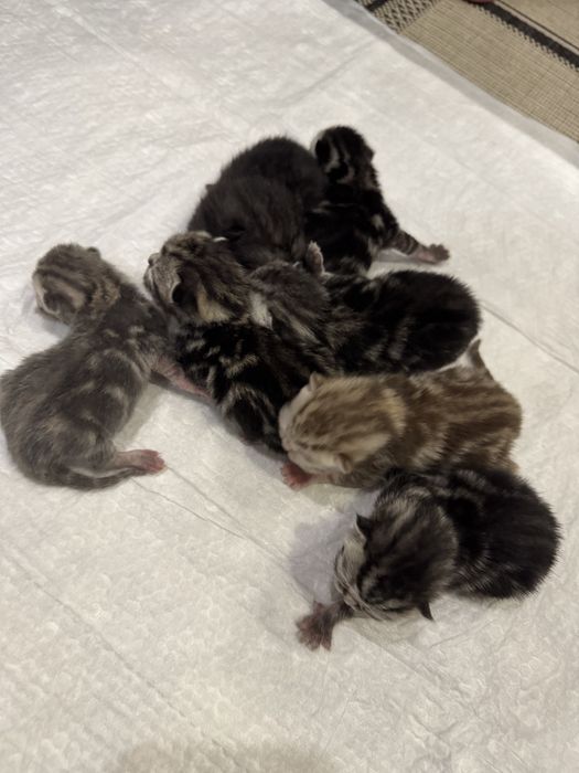 Мраморні кошенята