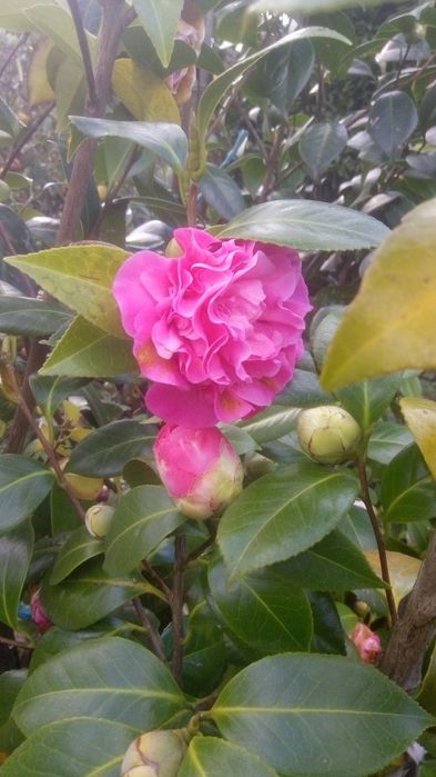 Vendo Camélias com 3 metros