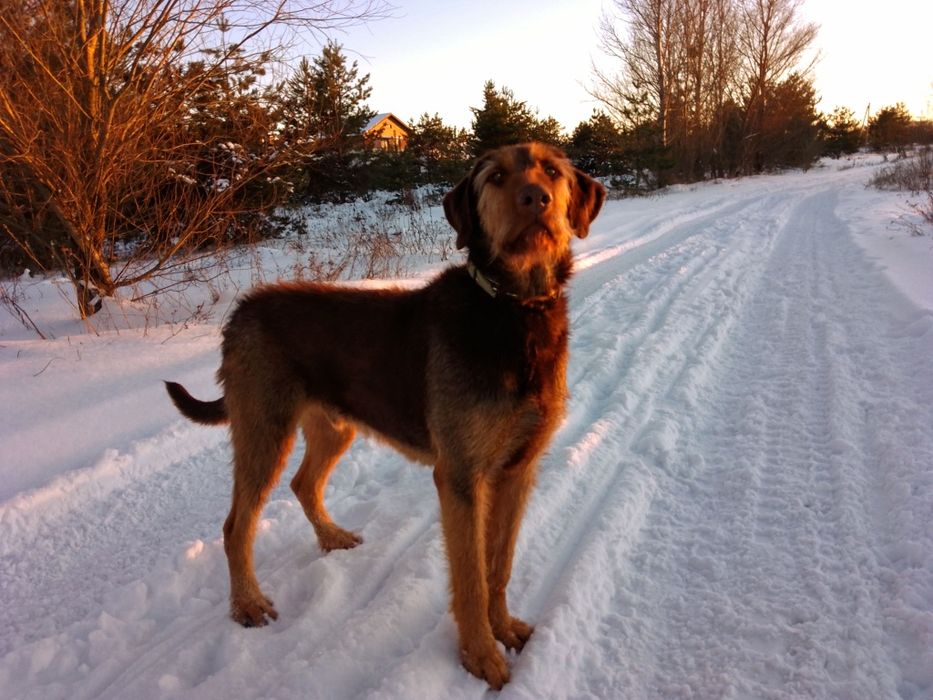 Собака шукає господаря