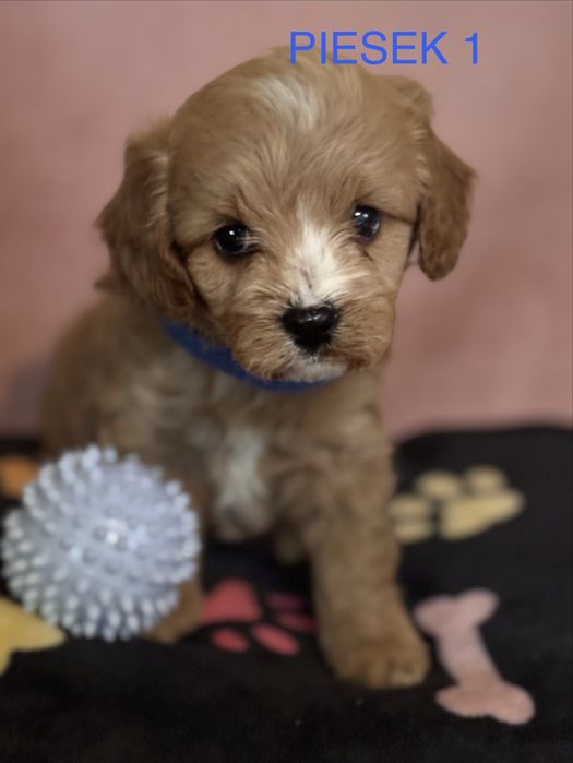 Śliczny Cavapoo samiec szczeniaczek