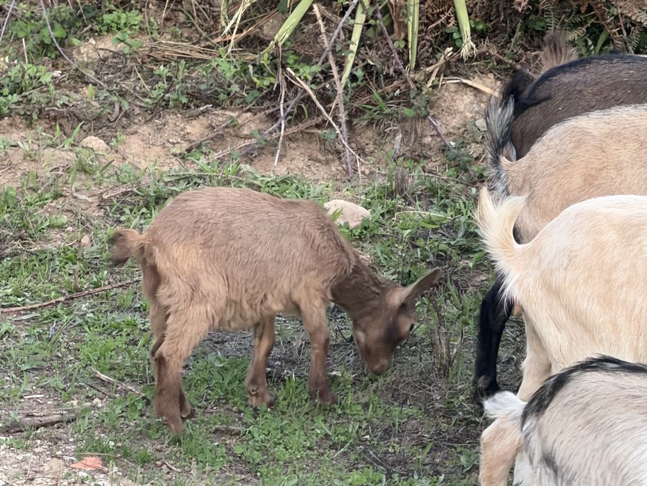 Cabras anas(machos e femeas)