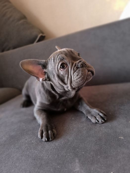 Міні французький бульдог